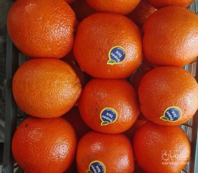 فروش پرتقال