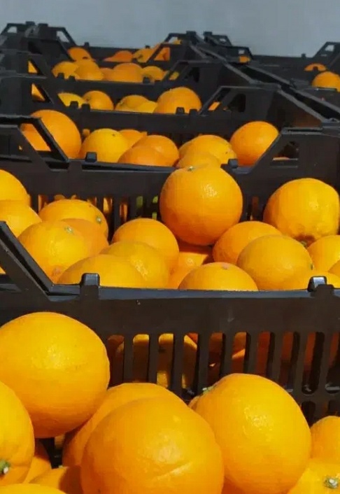 فروش پرتقال