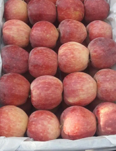 فروش سیب قرمز