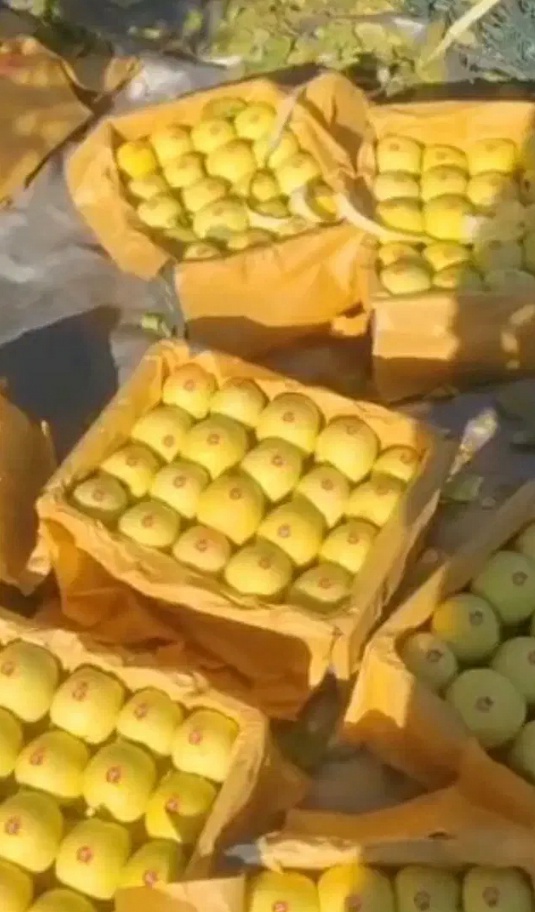 فروش سیب زرد