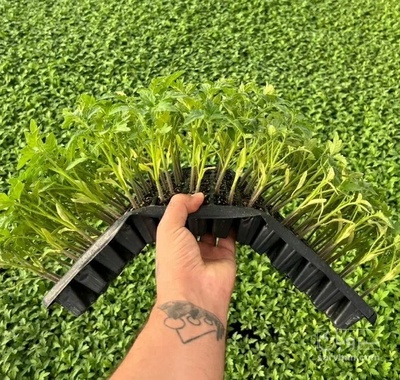 فروش نشا گوجه فرنگی