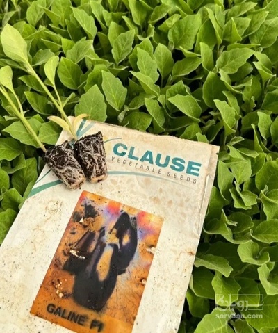 فروش نشا بادمجان