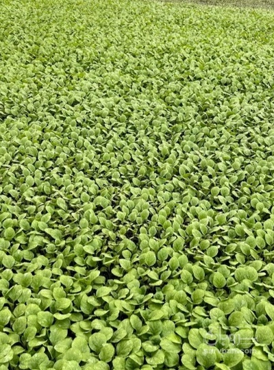 فروش نشا فلفل همدانی