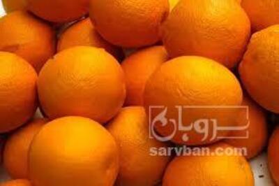 فروش پرتقال