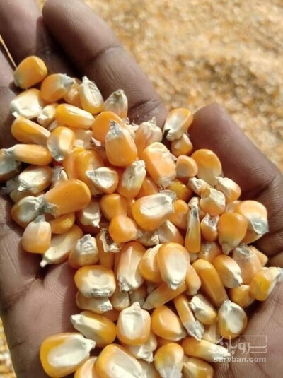 فروش ذرت
