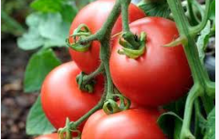 فروش گوجه فرنگی