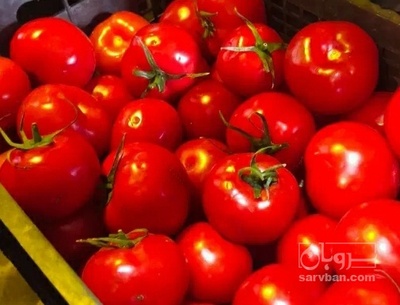 فروش گوجه فرنگی