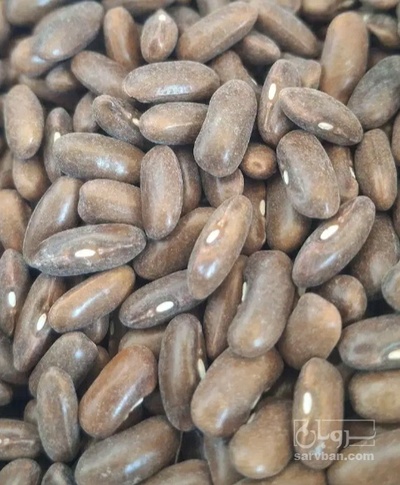 فروش بذر لوبیا سبز