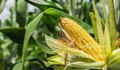فروش ذرت علوفه ای