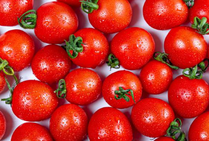 فروش گوجه فرنگی