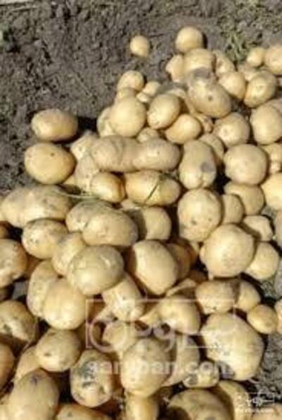 فروش سیب زمینی