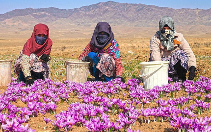 فروش زعفران (گیاه‌ دارویی)