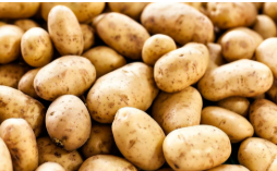 فروش سیب زمینی