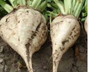 فروش چغندر قند