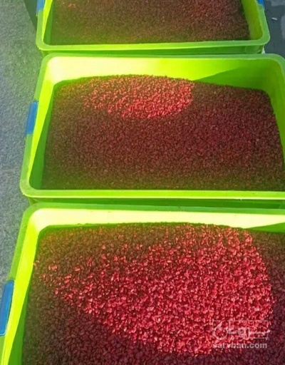 فروش زرشک زیر تالاری