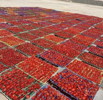 فروش گوجه خشک