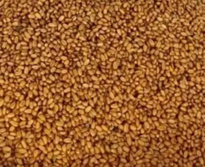 فروش کاملینا (کتان‌کش)
