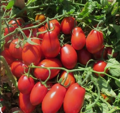 فروش گوجه فرنگی