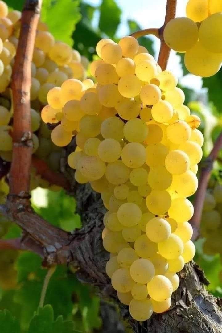 فروش انگور زرد