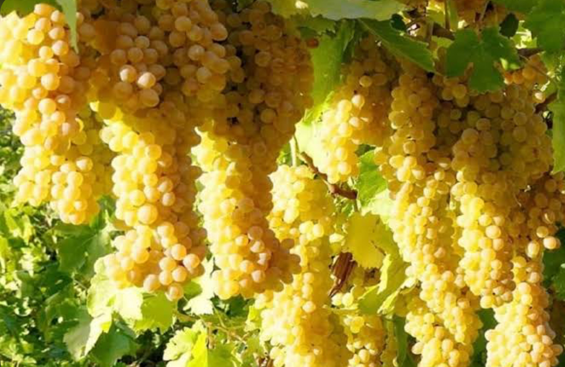 فروش انگور زرد کشمشی