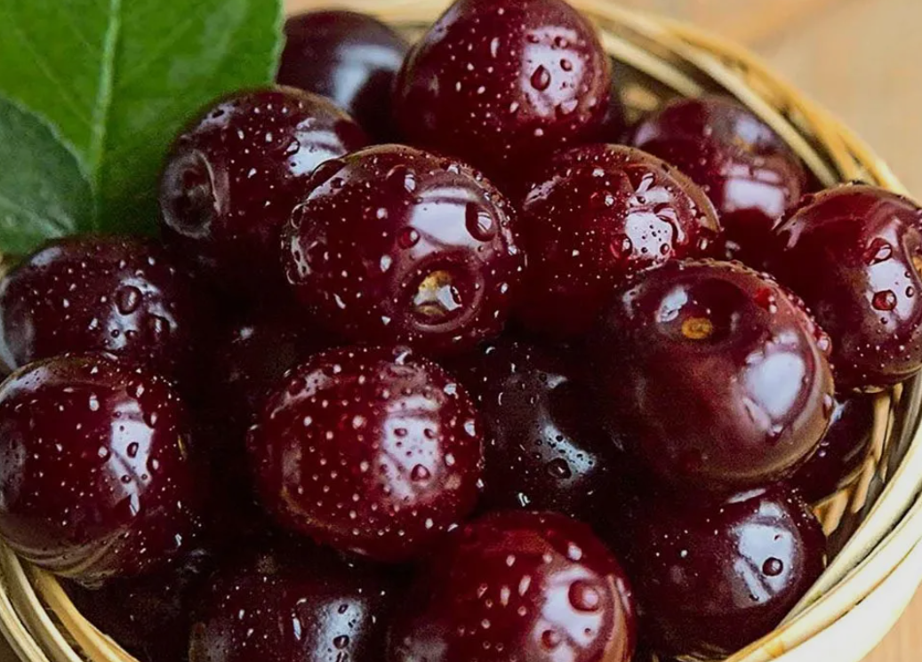 فروش آلبالو