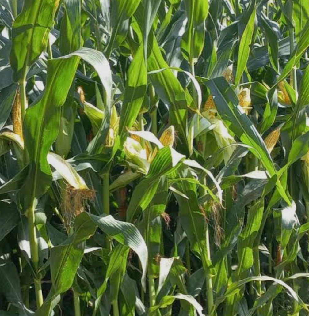 فروش ذرت علوفه ای