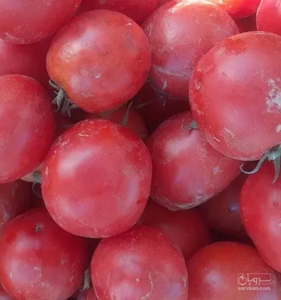 فروش گوجه فرنگی