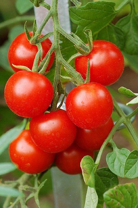 فروش گوجه فرنگی