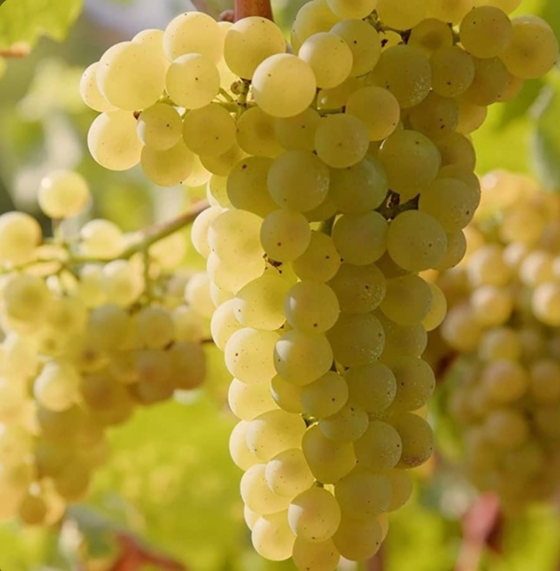 انگور زرد