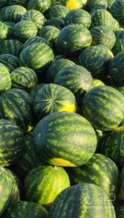 فروش هندوانه