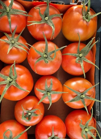 فروش گوجه فرنگی