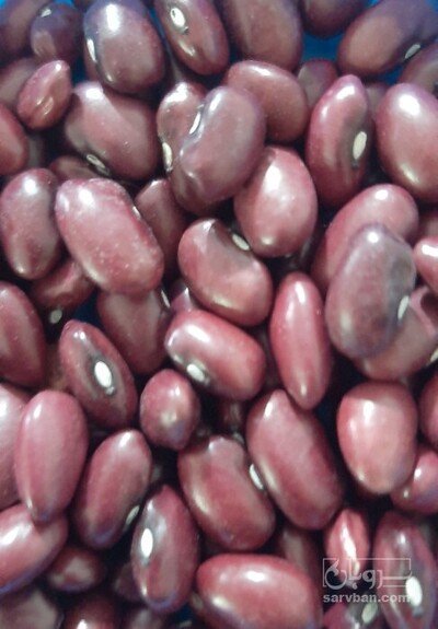 فروش لوبیا قرمز