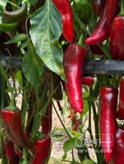 فروش فلفل دلمه ای کاپی