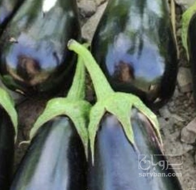 فروش بادمجان