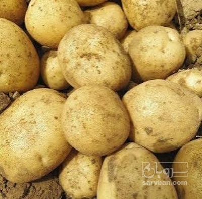 فروش سیب زمینی