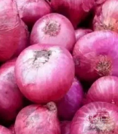 فروش پیاز