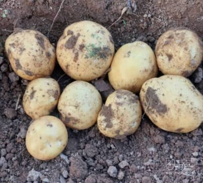 فروش سیب زمینی