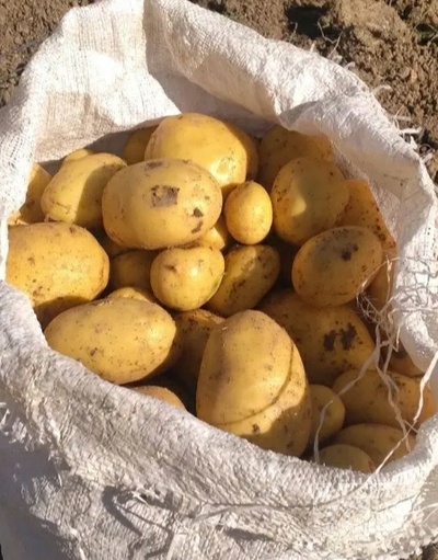 فروش سیب زمینی سانتا