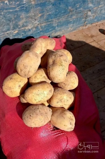 فروش سیب زمینی کارلیا