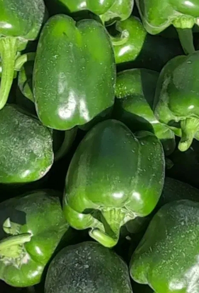 فروش فلفل دلمه ای