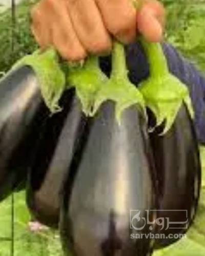 فروش بادمجان