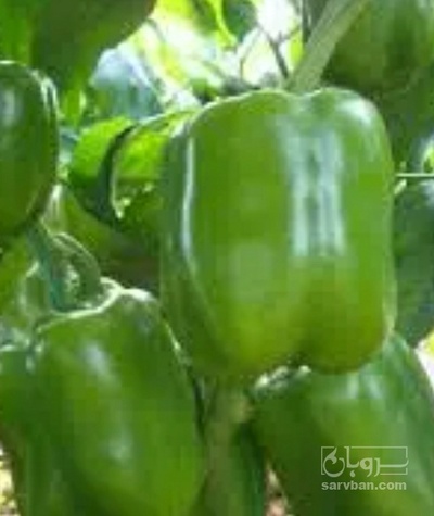 فروش فلفل دلمه ای