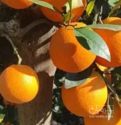 فروش نارنگی