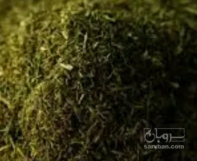 فروش شوید خشک (گیاه‌ دارویی)