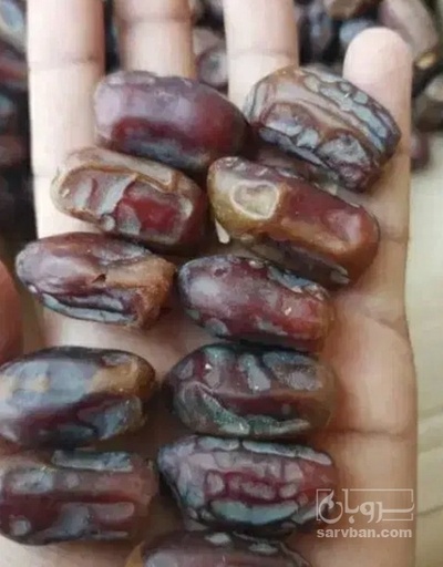 فروش خرما کلوته