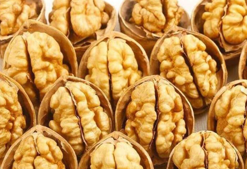 فروش گردو