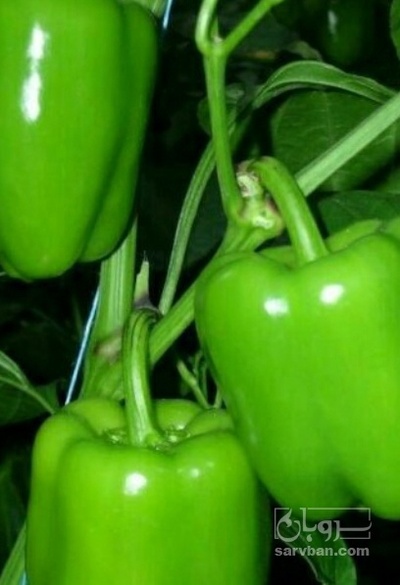 فروش فلفل دلمه ای