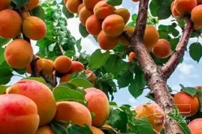 فروش پرتقال والنسیا