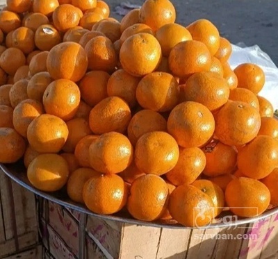 فروش نارنگی