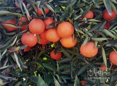 فروش نارنگی